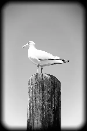 Beach 27 BW Holga Poster Print - Rachel Lee (18 x 24)